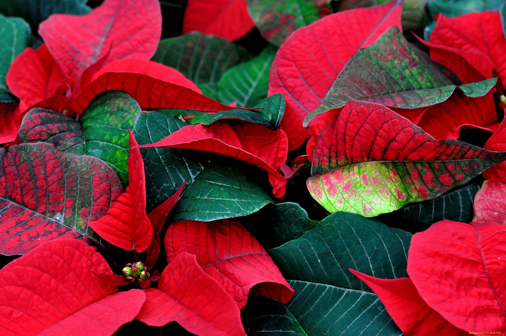 Какой цветок меняет цвет. Каладиум Кротон. Молочай - пуансеттия (Рождественская звезда). Кротон с красными листьями. Молочай с красными листьями.